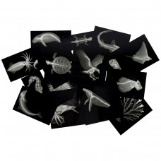 Great Barrier Reef Sealife X-Rays