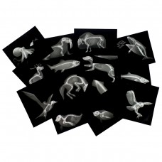 Arctic Animals X-Rays
